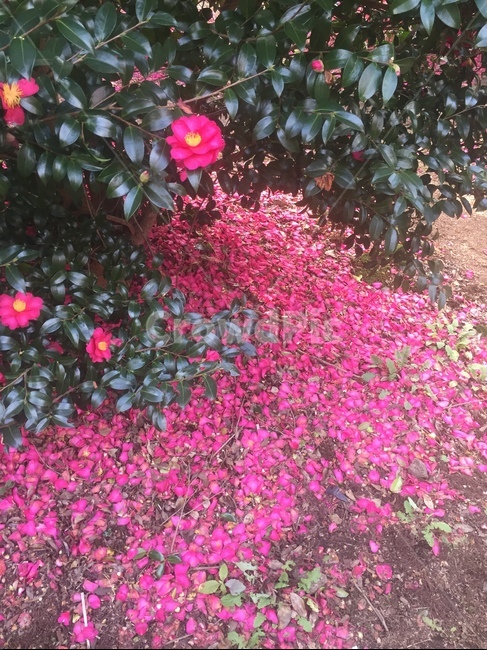 제주도,동백,plant,blossom,식물,flower,꽃,꽃잎,핑크,동백꽃,겨울,겨울꽃,나무