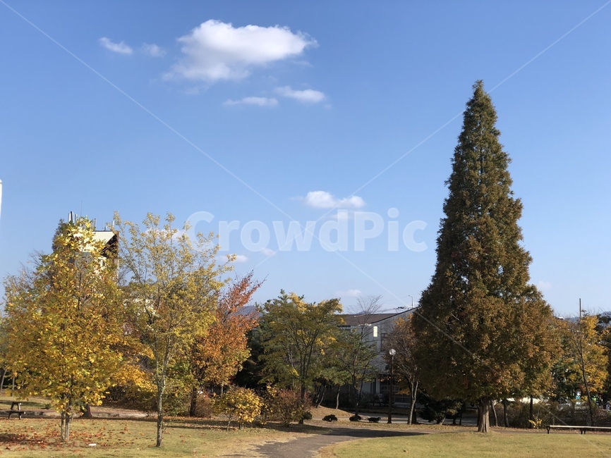 가을,나무,풍경,구름,하늘,가을,계절,fall,autumn,season,식물,자연,plants,nature,나무,trees,wood,tree,plant,fir,전나무