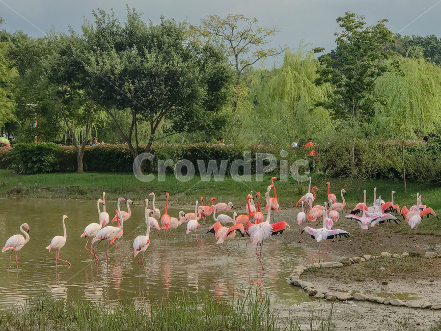 홍학,플라밍고,플라멩고,flamingo,플라멩코,새,동물,animal,조류,후라밍고,주황색,동물원,순천만정원,순천만국가정원,붉은,핑크,분홍,대형조류,연못