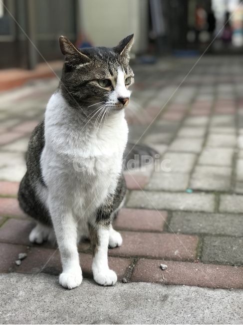 고양이,길고양이,캣,cat,고등어태비,동물,동물,animal,포유류,mammal,고양이,cat,kitten,kitty