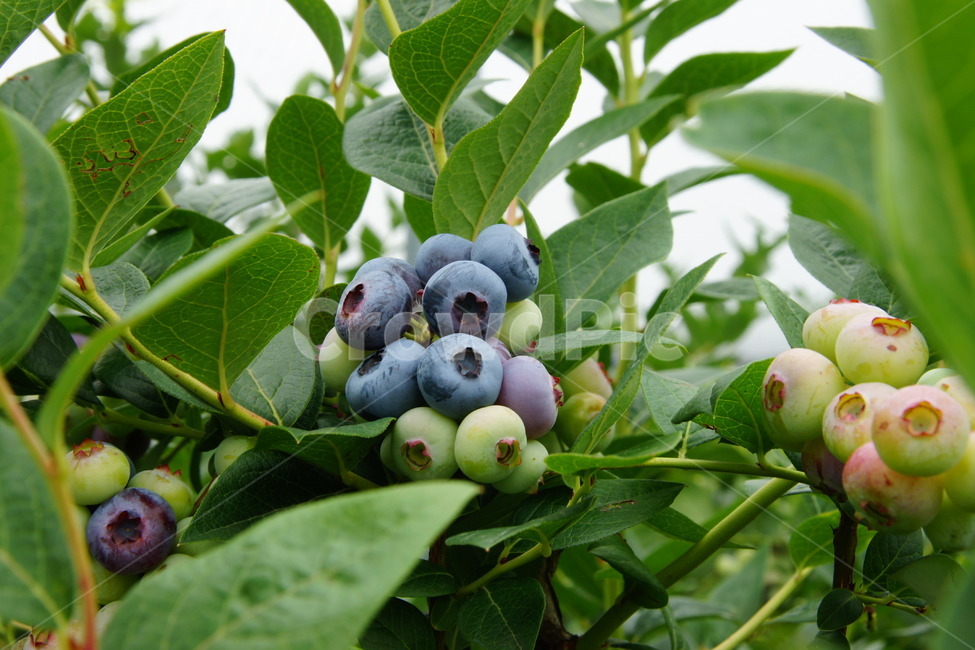 블루베리,체험,농장,하우스,보라색,과일,열매,fruit