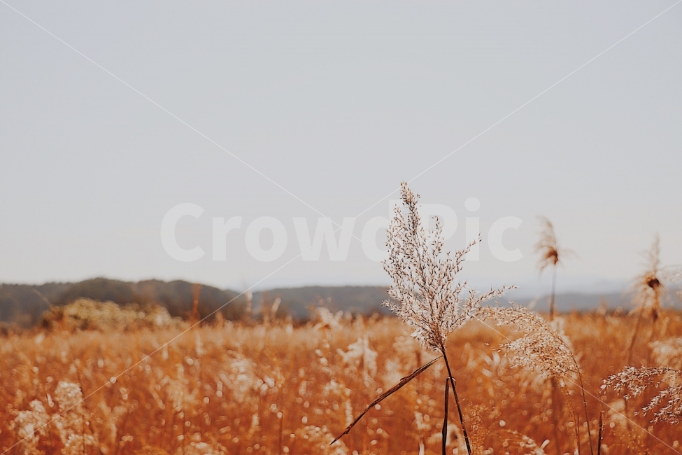 여행,갈대,가을,노을,꽃,사진,감성,가을,계절,fall,autumn,season,식물,자연,plants,nature,감성,sensible,feeling,grass,잔디,plant