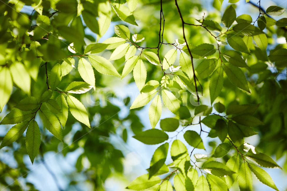나뭇잎,잎,식물,빛,깨끗함,햇빛,여름,녹색,배경,여름,계절,summer,season,식물,자연,plants,nature,leaf,plant