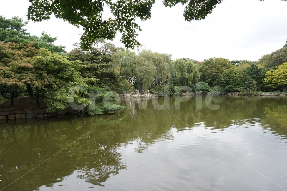 연못,창경궁,물,나무,물과나무,수목,자연,풍경,nature,landscape,한국자연풍경,한국자연경관,korea nature landscape,랜드마크,landmark,tourist attraction,한국랜드마크,한국관광지,한국명소,korea landmark,korea tourist attraction,water,outdoors,옥외