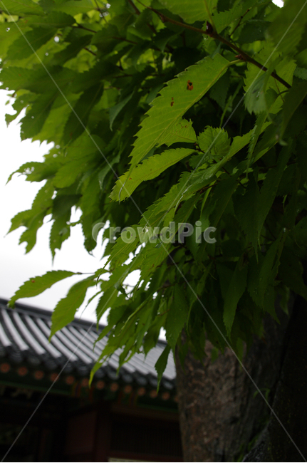 기와지붕,건축,traditional,나무,식물,plant,식물,자연,plants,nature