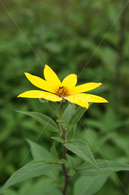 꽃,노랑꽃,가을꽃,식물,flower,식물,자연,plants,nature,꽃,flower