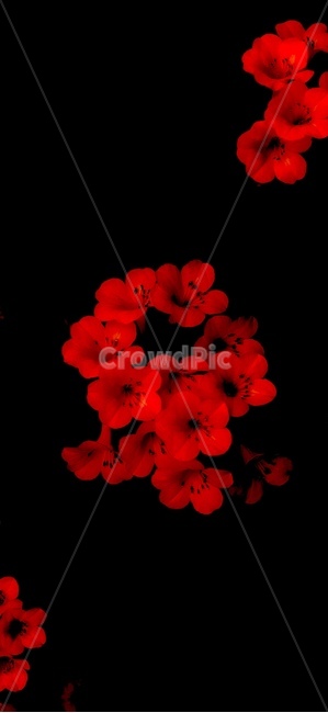 다크,정열,반전,plant,식물,leaf,잎,blossom,꽃,flower,red,빨강,봄,여름,가을,생화,들꽃