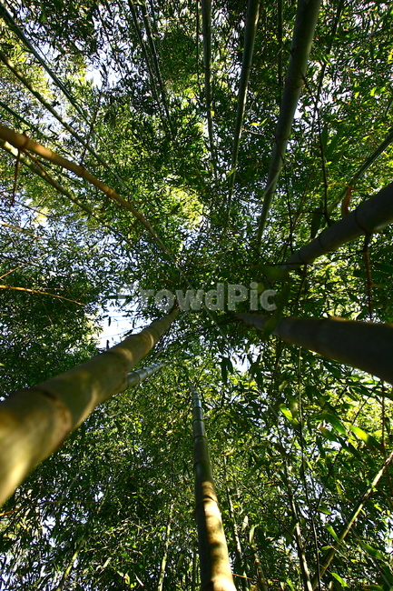 대나무,대나무숲,담양,죽녹원,자연,풍경,햇살,녹색,숲,대나무잎,나뭇잎,nature,tree,trees,landscape,자연,풍경,nature,landscape,plant,식물,나무