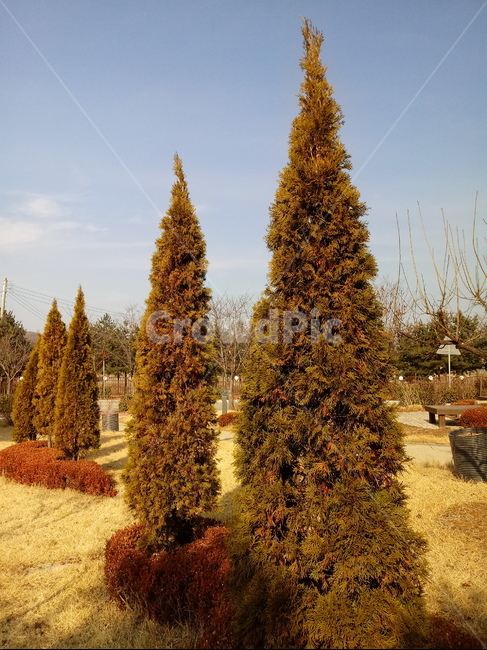 자연,경치,옥외,nature,outdoor,plant,treetrunk,식물,공원