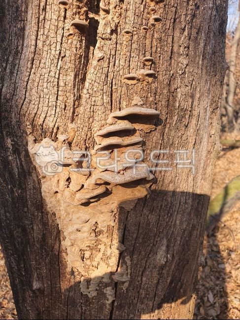 Medicinal mushrooms,Glue horn mushroom genus,Bulls Glue Horn Mushroom,Inside the mud mushroom,crevice mud mushroom,mushroom,situation mushroom