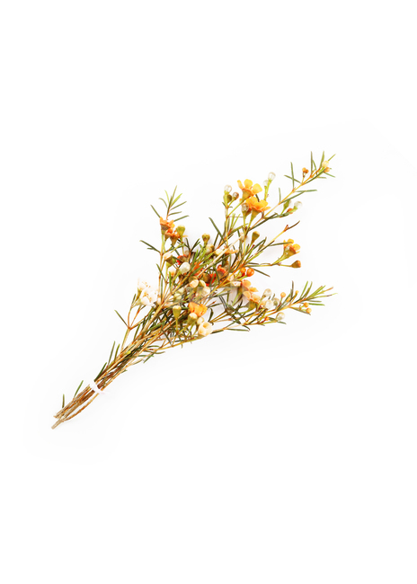 왁스플라워,오브젝트,누끼,식물,꽃,봄꽃,꽃다발,꽃송이,꽃봉오리,flowers,seasonal,꽃,flower,누끼,remove background