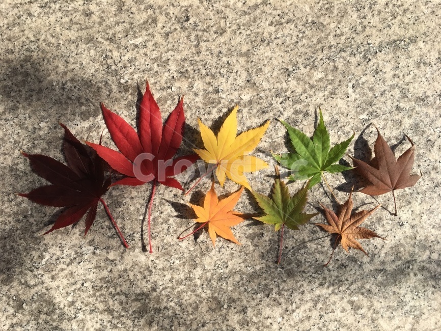 단풍,그라데이션,가을색깔,단풍모음,가을