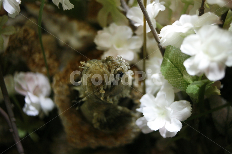 plant,식물,물고기,fish,꽃