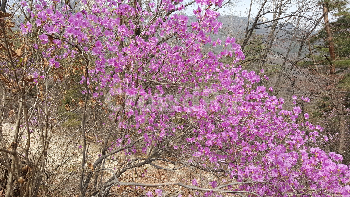 진달래,봄,진달래꽃,꽃,산,봄꽃,봄산,봄향기,향기,식물,자연,plants,nature,꽃,flower