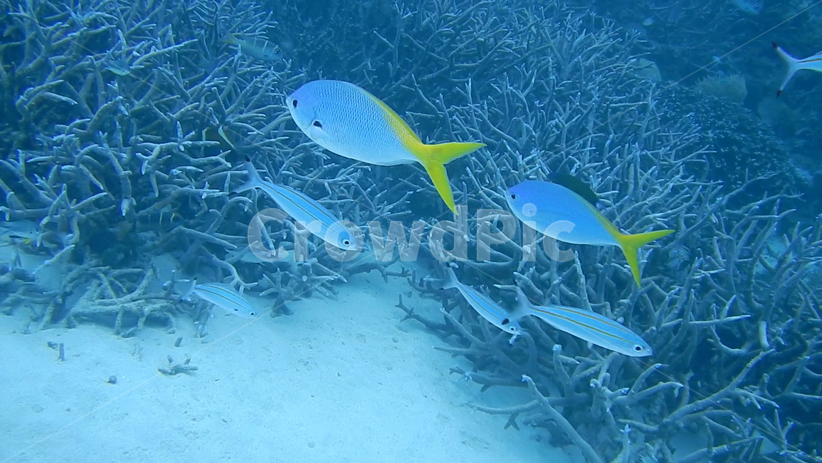 물고기,물고기떼,바닷속,스쿠버다이빙,fish,여름,호주,greatbarrierreef,그레이트배리어리프,포트더글라스,바다,ocean,sea,아쿠아,nature,자연,blue,동물,animal,어류,물고기,fish