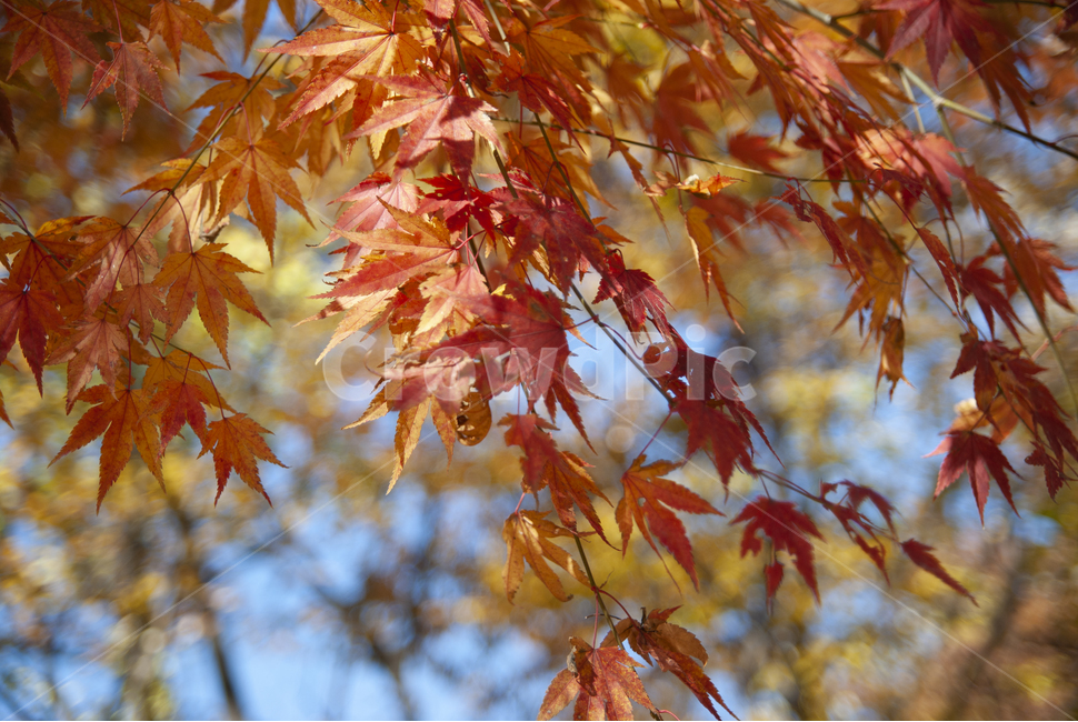 단풍,가을,maple,단풍놀이,autumn,colorful,fall,mapleleaf,가을,계절,fall,autumn,season,식물,자연,plants,nature