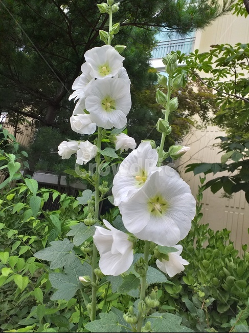 접시꽃,흰색,여름,편안,풍요