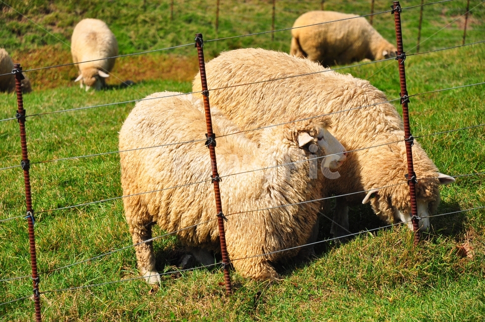 대관령,양떼목장,양,양털,울타리,잔디,초원,풀,sheep,farm,fence,grass,grassland,동물,animal,포유류,mammal,산업,industry,industrial,목축업,목장,livestock farming,ranching,pasture