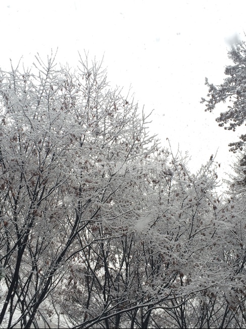 눈,snow,자연,nature,눈꽃,겨울,계절,winter,season