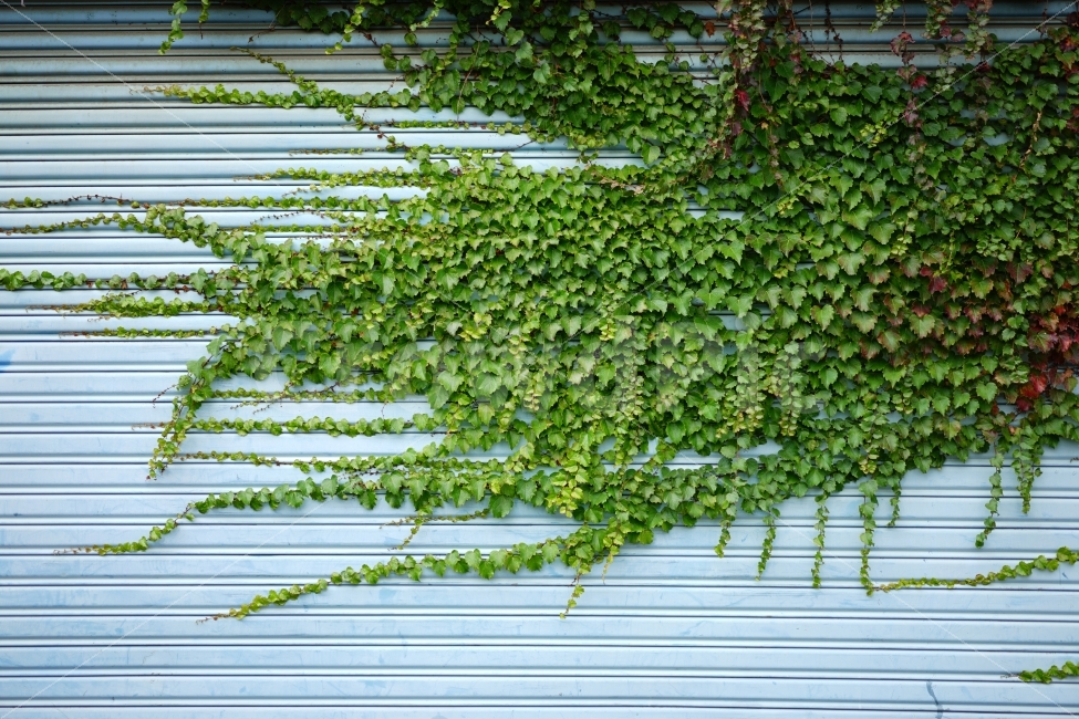 담쟁이덩굴,덩굴,담쟁이,식물,야외,자연,식물,자연,plants,nature