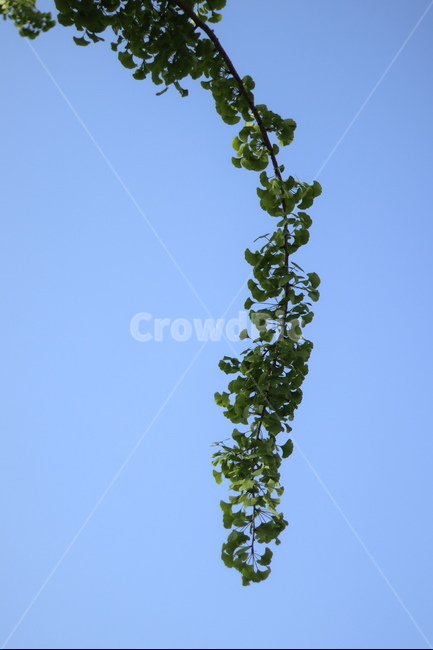 은행나무,연두,새순,파란하늘,봄,식물,자연,plants,nature