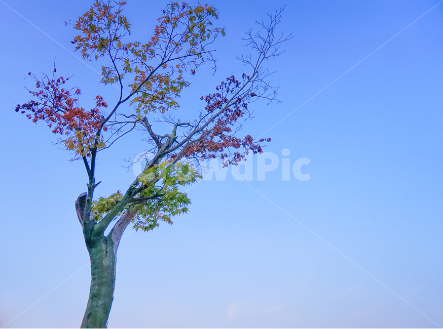 가을,단풍,나무,잎,잎새,계절,자연,추색,가을,계절,fall,autumn,season,식물,자연,plants,nature,나무,trees,wood,plant,tree,tree trunk,나무 줄기