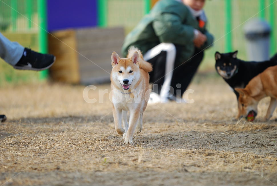 시바견,시바이누,댕댕이,적시바,흑시바,애견운동장,동물,animal,포유류,mammal,개,강아지,dog,doggy