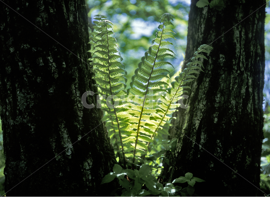 봄,계절,관중,고사리,초록빛,식물,자연,plants,nature