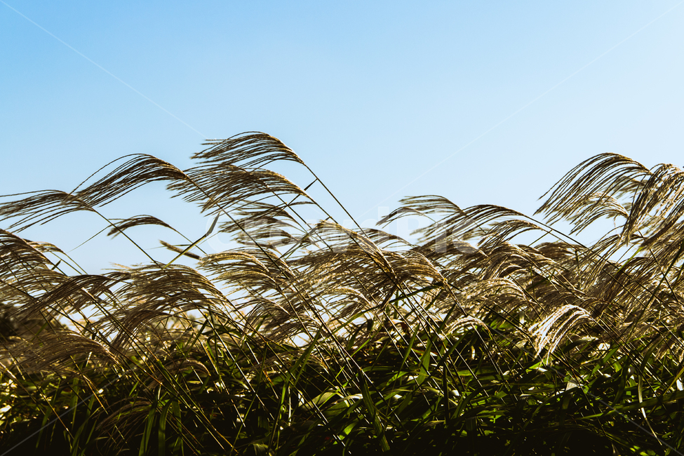 갈대,억세,가을,자연,풍경,감성,가을,계절,fall,autumn,season,식물,자연,plants,nature,감성,sensible,feeling,plant,grass,잔디,lawn,reed