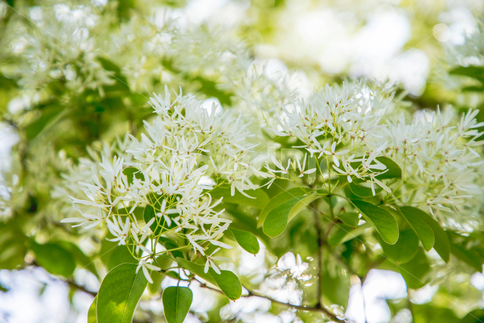 꽃,나무,이팝,이팝나무,풀,풀잎,꽃잎,흰,햇살,햇볕,나뭇잎,자연,tree,nature,봄,화사한,아름다운,식물,자연,plants,nature,꽃,flower