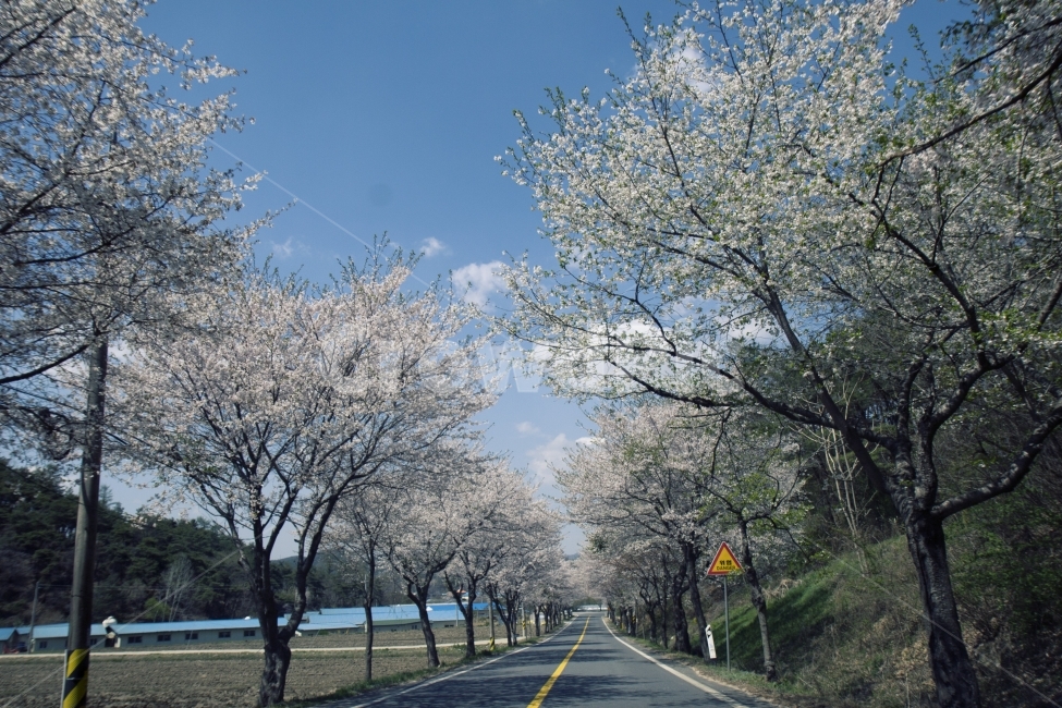 벚꽃,봄,사월,벚꽃길,하늘,자연,풍경,자연풍경,길,가로수,봄,계절,spring,season,자연,풍경,nature,landscape,식물,plants,나무,trees,wood,교통,교통수단,traffic,transportation,road,도로,asphalt,아스팔트,highway,고속도로,freeway,고속 도로