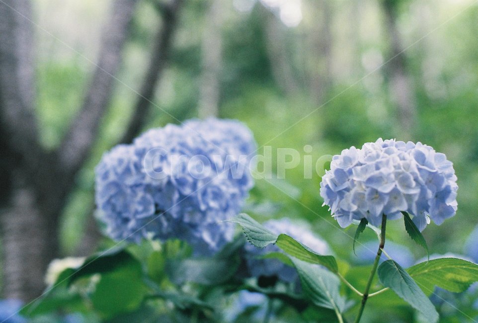 식물,꽃,나무,풍경,여름,식물,자연,plants,nature,꽃,flower,감성,sensible,feeling