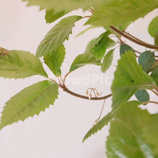 산호수,식물,풀,열매,잎,그린