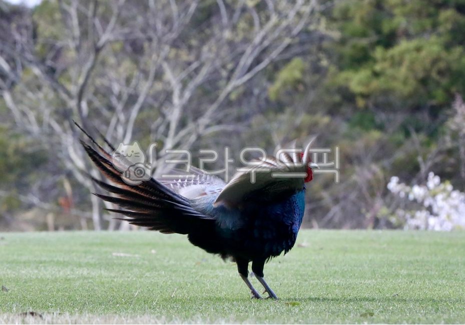 장끼,까투리,꿩,동물,새,bird,animal
