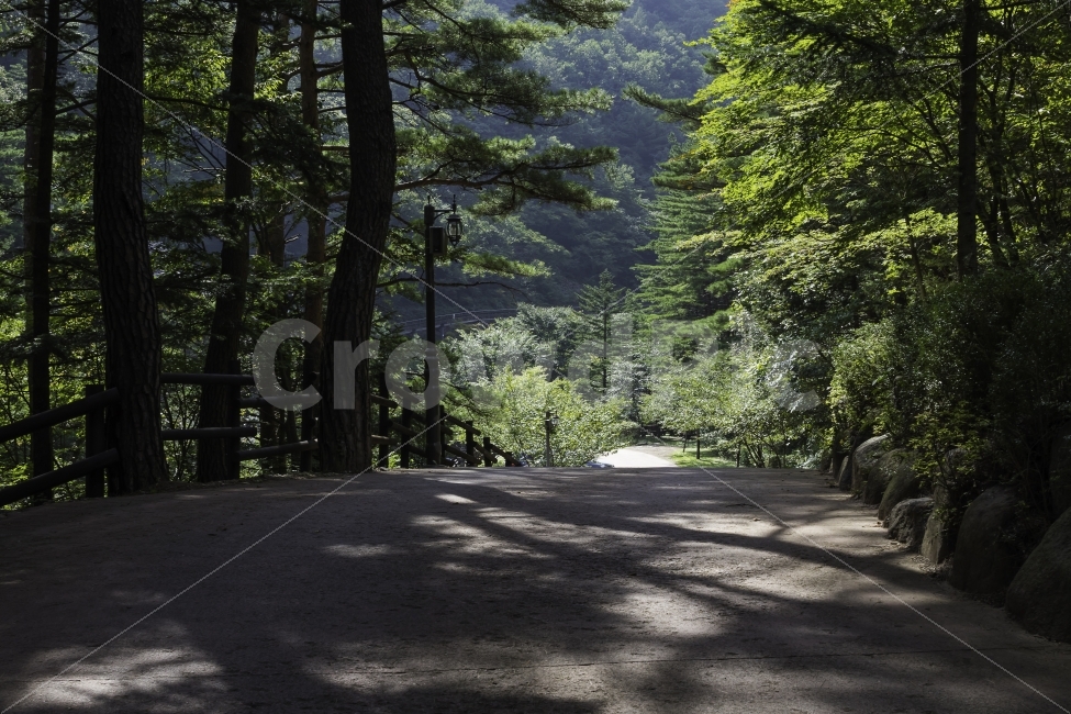 가을산,산길,나무,여행,삼척,자연,풍경,nature,landscape,휴식,힐링,rest,relaxation,healing,tree,plant,식물,outdoors,옥외