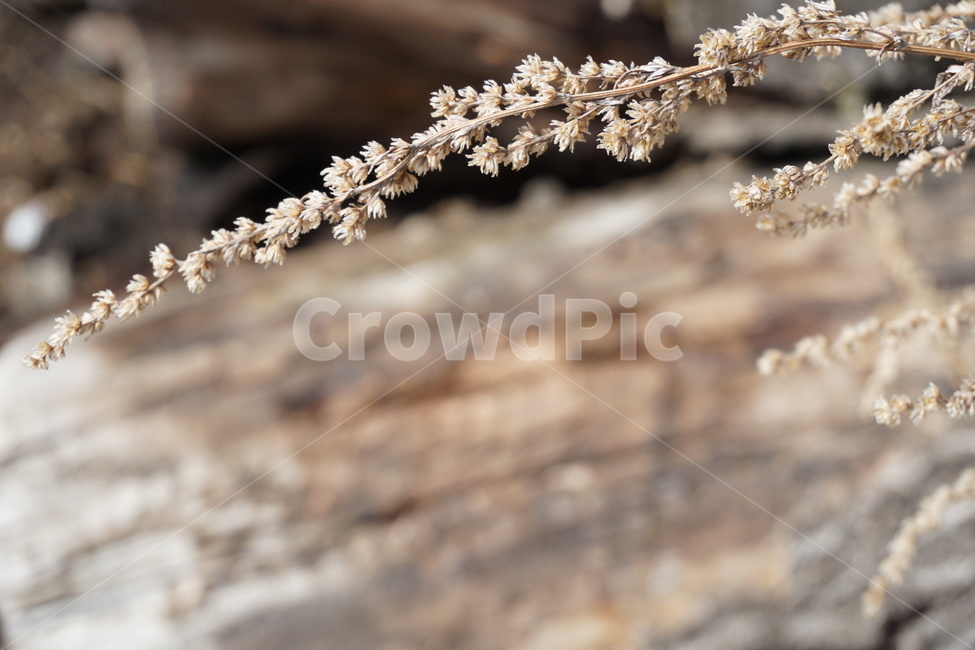 3월,마른풀,진한갈색,갈색,나무,마른가지,식물,자연,plants,nature