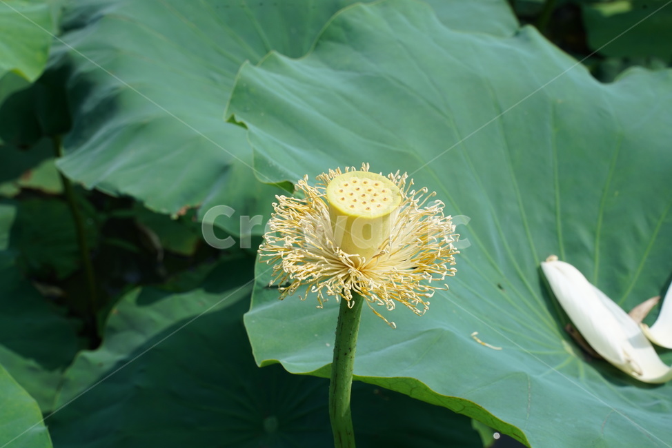 백련지,연꽃,백련,백목련,bailian,뱅년