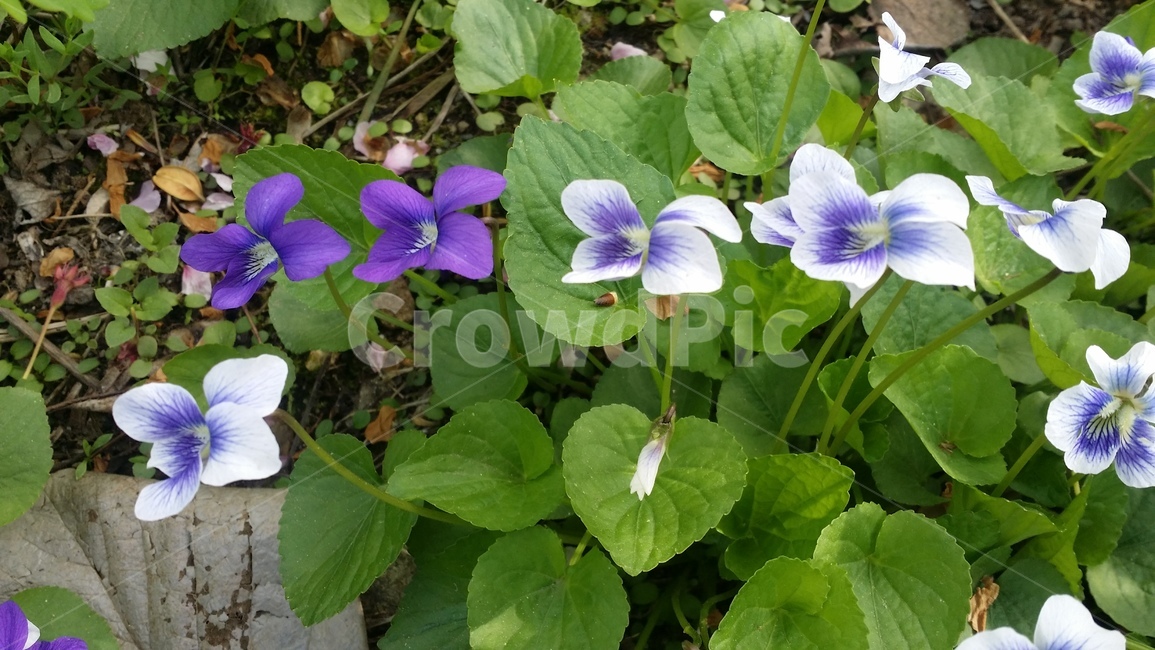 제비꽃,오랑캐꽃,아생화,봄꽃,산야초,식물,자연,plants,nature,꽃,flower