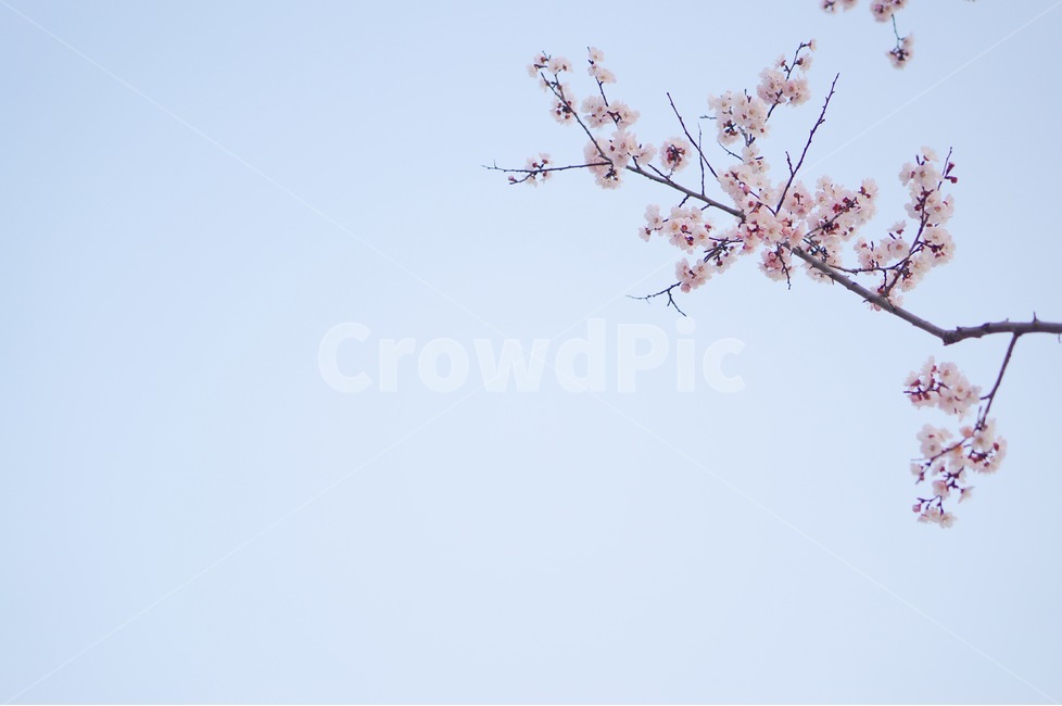 봄,매화,꽃,꽃놀이,flower,봄,계절,spring,season,식물,자연,plants,nature,꽃,flower,감성,sensible,feeling,plant