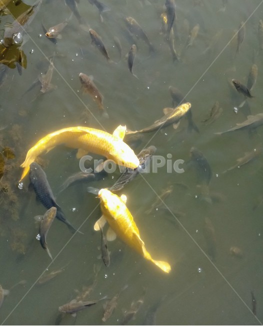 fish,비단잉어,물고기,잉어,붕어,식물,자연,plants,nature,꽃,flower