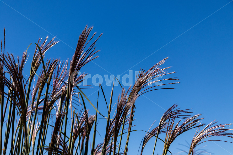 하늘공원억새,억새풀,억새,억새밭,억새풀밭,하늘공원억새풀,식물,자연,plants,nature