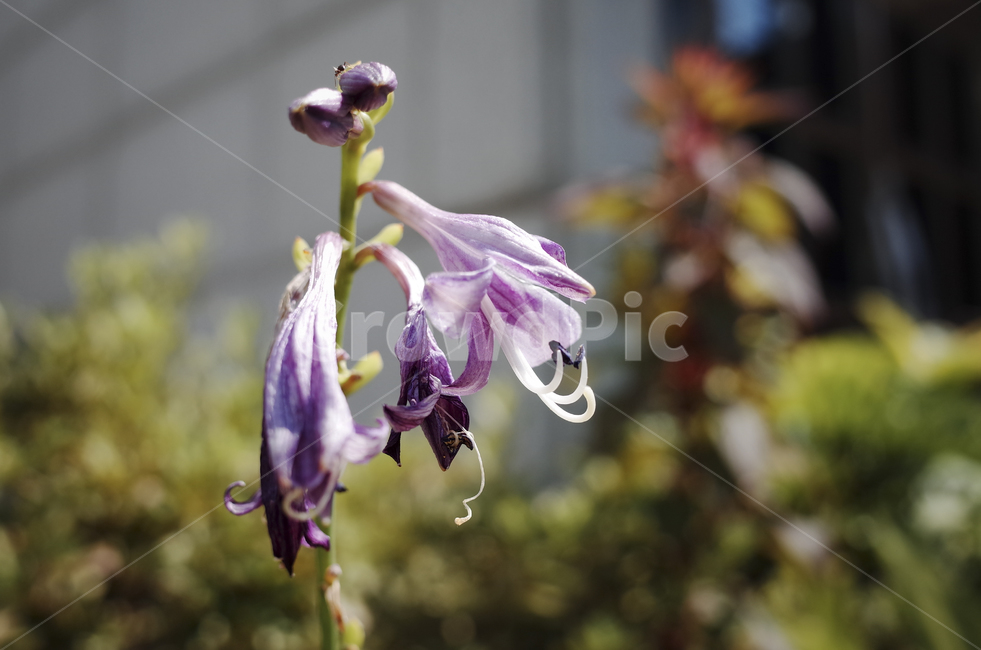 plant,식물,leaf,잎,꽃,flower,blossom,color,violet,purple,보라색,보라