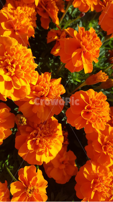 꽃,flower,근접,생화,야생화
