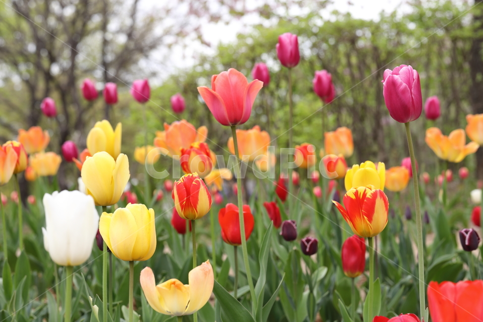 꽃,튤립,꽃밭,봄,계절,색깔,공원,자연,flowers,tulips,spring,season,park,colors,colorful,field,nature,봄,계절,spring,season,식물,자연,plants,nature,꽃,flower,plant,blossom