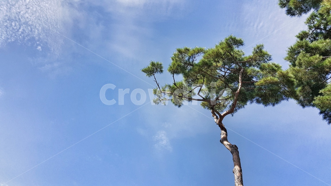 하늘,나무,구름,소나무,초록,자연,풍경,nature,landscape,푸른하늘,맑은하늘,파란,푸른,파랑,푸름,맑음,날씨,plants,wood,trees,식물