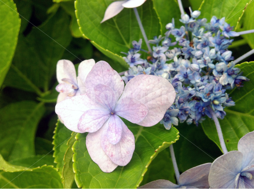 꽃,잎사귀,나무,꽃나무,leaf,flower,정원,garden,white,식물,자연,plants,nature,꽃,flower