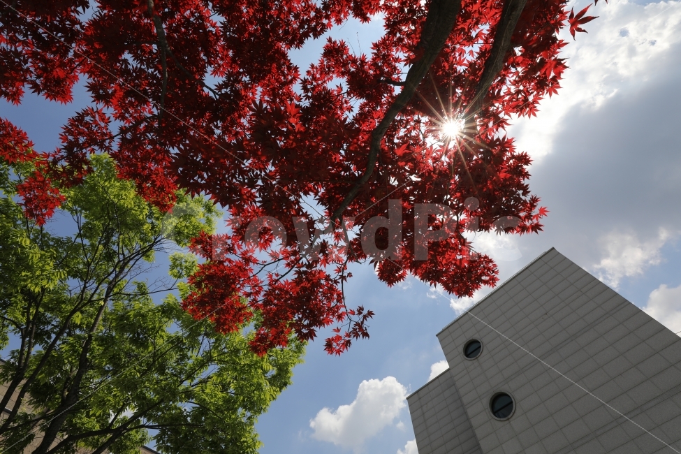 단풍,태양,하늘,sky,maple,건축물,건물외관,exterior,building,structure,architecture,construction,식물,자연,plants,nature