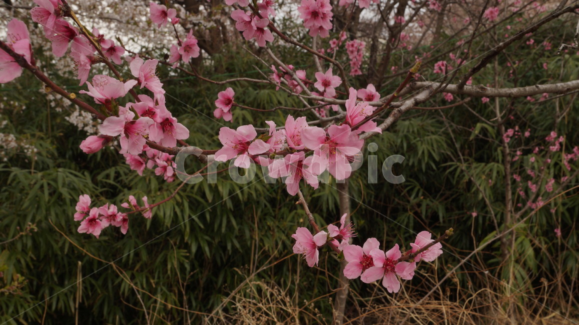 벚꽃,나무,봄,분홍색,산,봄,계절,spring,season,식물,자연,plants,nature,꽃,flower,plant,blossom
