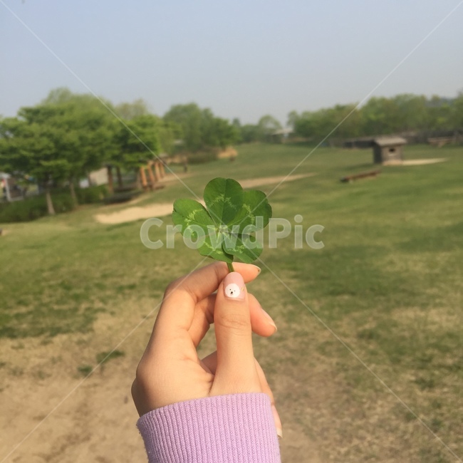 클로버,행운,다섯잎클로버,네잎클로버,자연,luck,여자손,여름