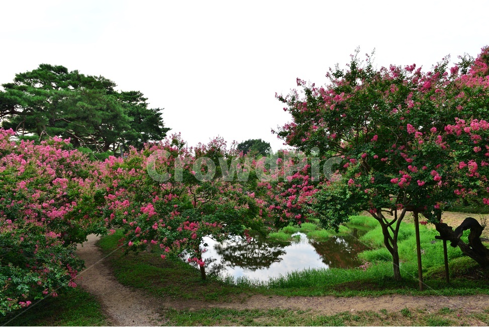 전남,담양,명옥헌원림,배롱나무,명옥헌배롱나무,배롱나무꽃,백일홍나무,여름,계절,nature,자연,outdoors,옥외,grass,잔디,plant,식물,pond,못,water,물,자연,풍경,nature,landscape,한국자연풍경,한국자연경관,korea nature landscape